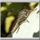 Tolmerus atricapillus - Raubfliege m06.jpg